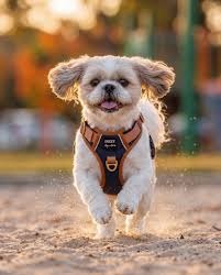 Dog Harness: A Comfortable and Safe Choice for Every Walk